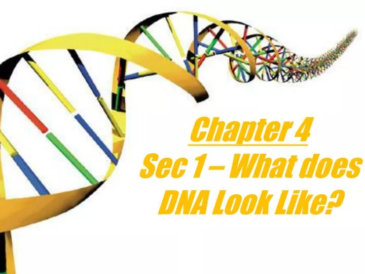 chapter 4 sec 1 what does dna look like