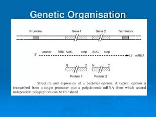 Genetic Organisation