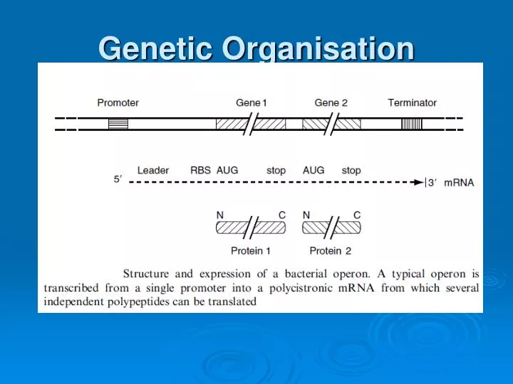 genetic organisation