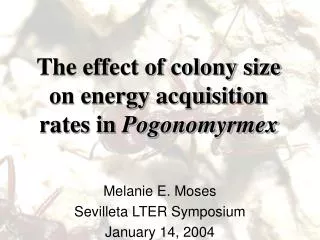 The effect of colony size on energy acquisition rates in Pogonomyrmex