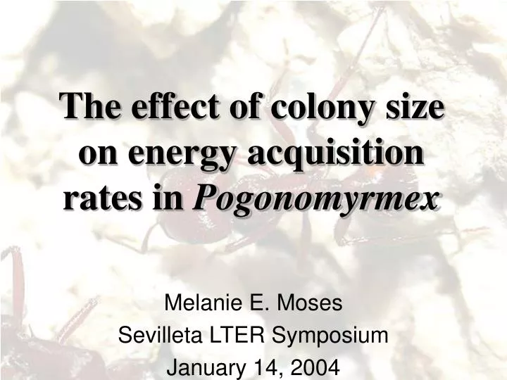 the effect of colony size on energy acquisition rates in pogonomyrmex