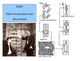 DNA- How its structure was discovered.