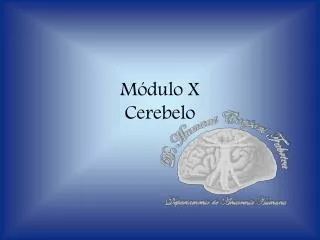 m dulo x cerebelo