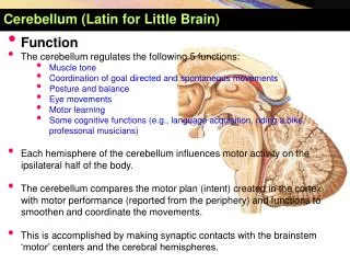 Cerebellum (Latin for Little Brain )