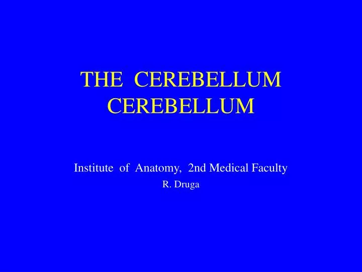 the cerebellum cerebellum