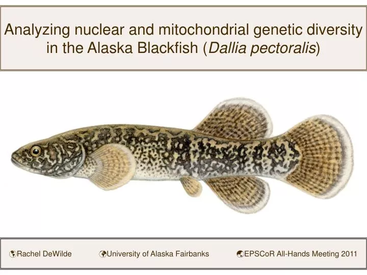 analyzing nuclear and mitochondrial genetic diversity in the alaska blackfish dallia pectoralis