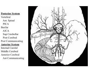 Posterior System Vertebral Ant. Spinal PICA Basilar AICA Sup Cerebellar