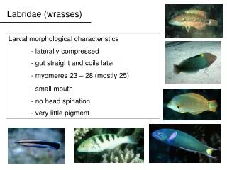 Labridae (wrasses)