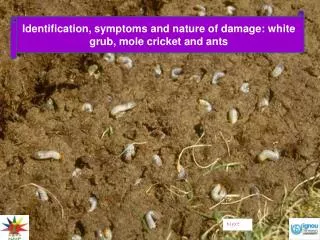 Identification, symptoms and nature of damage: white grub, mole cricket and ants