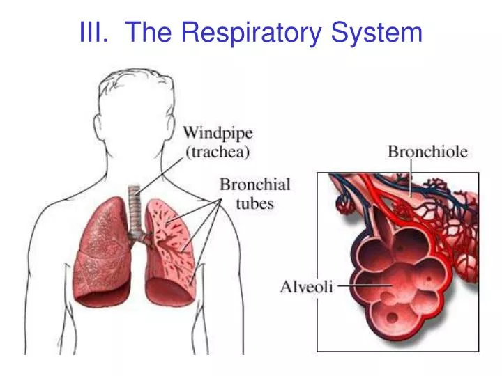 iii the respiratory system