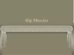 Hip Muscles - slide 1