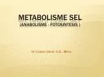 METABOLISME SEL (ANABOLISME - FOTOSINTESIS ) - slide 1