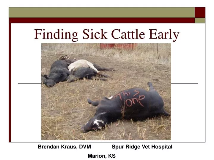 finding sick cattle early