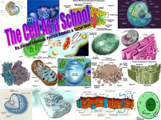 The Cell As a School