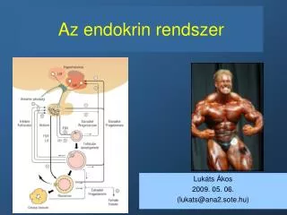 az endokrin rendszer