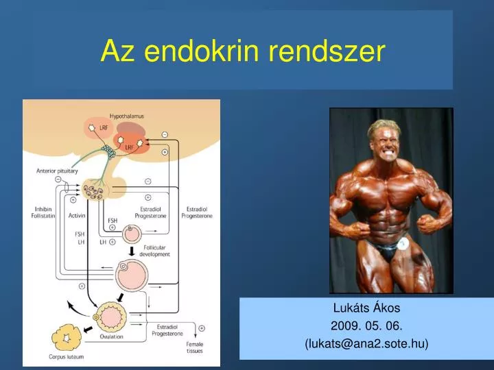 az endokrin rendszer