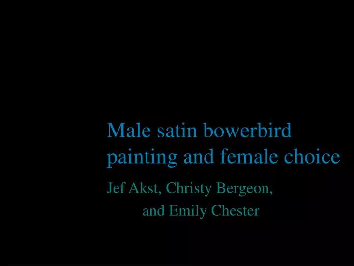 male satin bowerbird painting and female choice