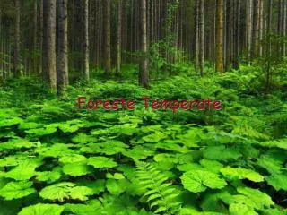 foreste temperate