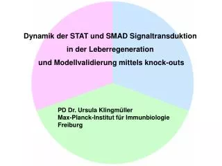 Dynamik der STAT und SMAD Signaltransduktion in der Leberregeneration