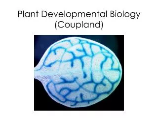 Plant Developmental Biology (Coupland)