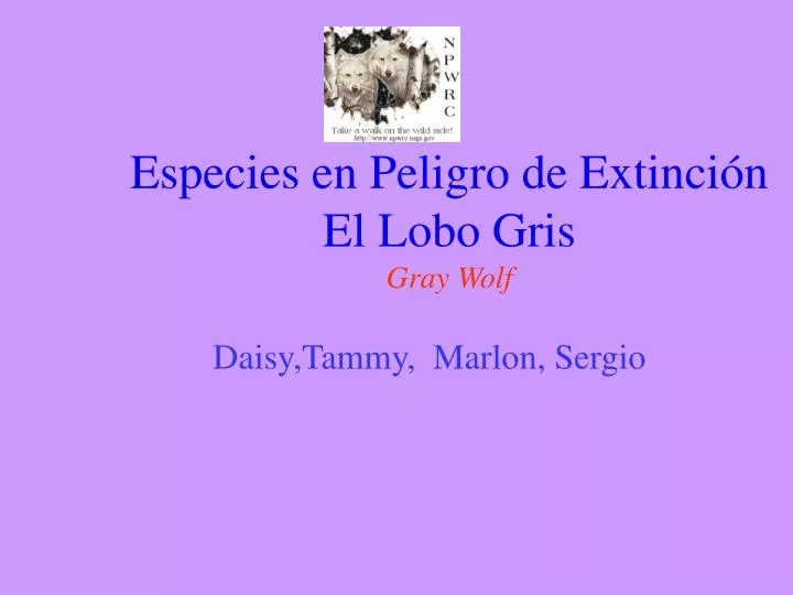 especies en peligro de extinci n el lobo gris gray wolf