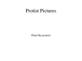 Protist Pictures