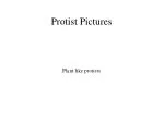 Protist Pictures - slide 1