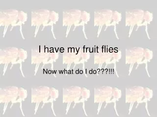 I have my fruit flies