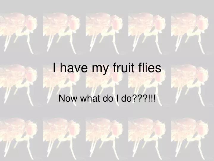 i have my fruit flies