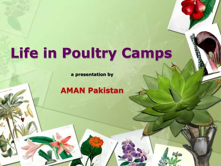 life in poultry camps
