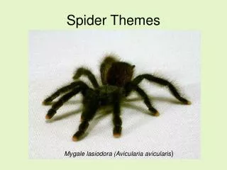 Spider Themes