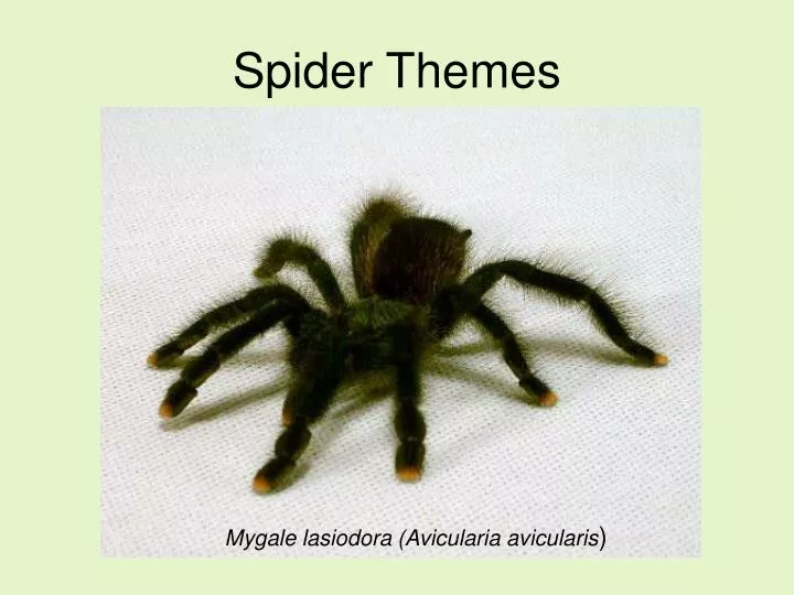 spider themes