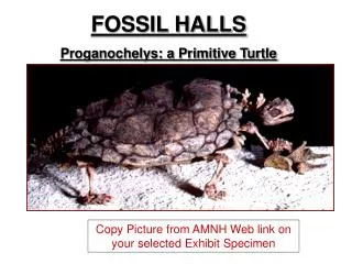 FOSSIL HALLS Proganochelys: a Primitive Turtle