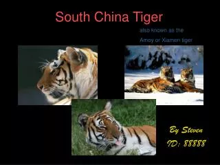 South China Tiger