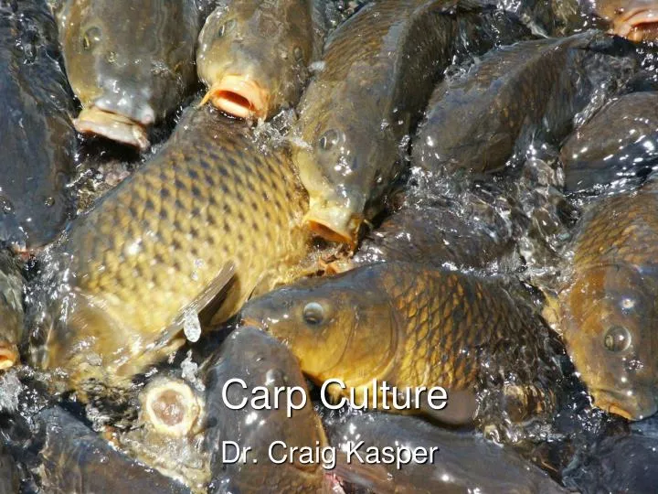 carp culture