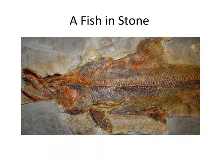 a fish in stone