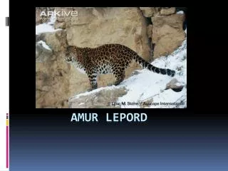 Amur Lepord