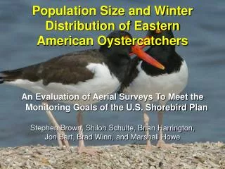Population Size and Winter Distribution of Eastern American Oystercatchers