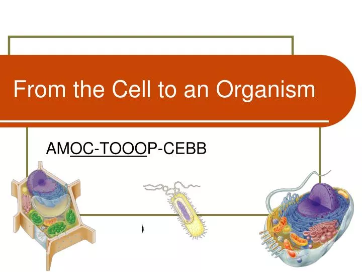 from the cell to an organism