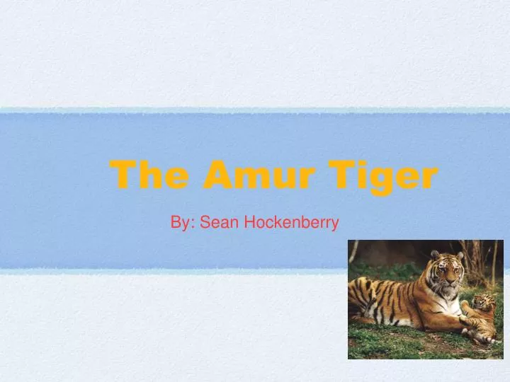 the amur tiger