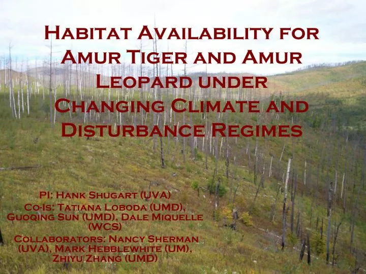 habitat availability for amur tiger and amur leopard under changing climate and disturbance regimes