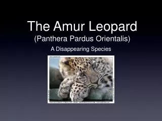 The Amur Leopard (Panthera Pardus Orientalis)