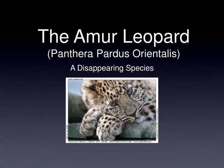 the amur leopard panthera pardus orientalis