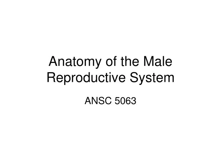 anatomy of the male reproductive system
