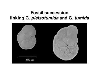 Fossil succession linking G. pleisotumida and G. tumida