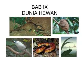 bab ix dunia hewan