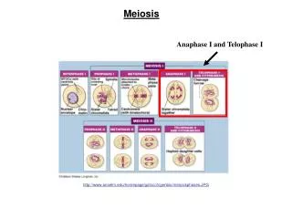 Anaphase I and Telophase I