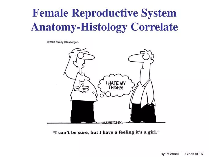 female reproductive system anatomy histology correlate