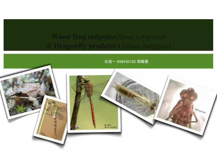 wood frog tadpoles rana sylvatica dragonfly predators anax longipes