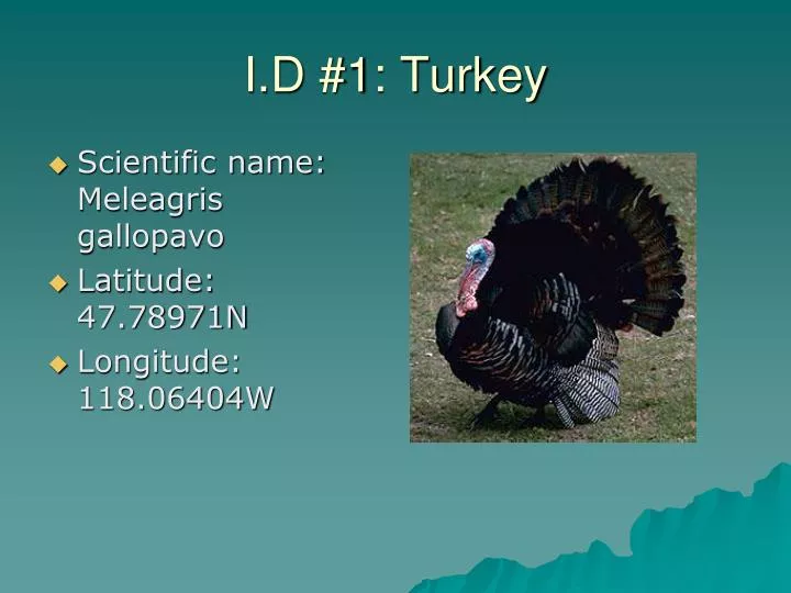 i d 1 turkey
